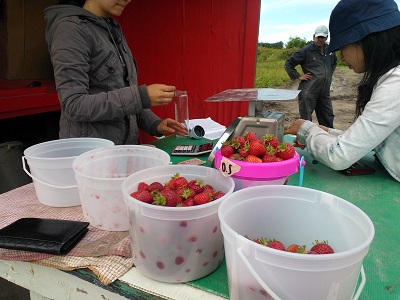 摘んだイチゴの重さを量ってもらい、お支払