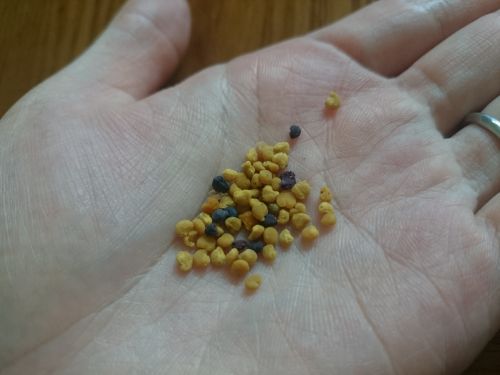 様々な花から集められた、色とりどりの花粉