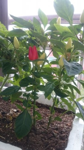 我が家で育てている五色唐辛子。唐辛子は葉まで食べられます(葉は辛くありません)