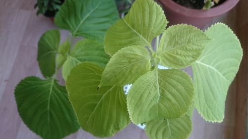 ベランダ菜園の「ッケンニップ」