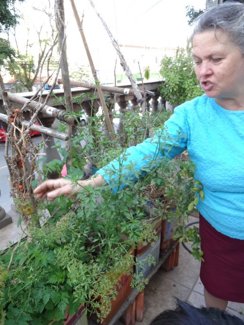 サンパウロの民家のスペースで栽培されるイタリアンパセリなどのハーブ類