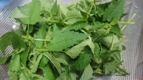 義母の実家で摘んできた「バンアイップ」