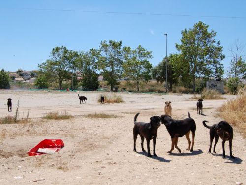 ポルトガル南部の野良犬。元は、ペットとして飼われていた犬たちだ。