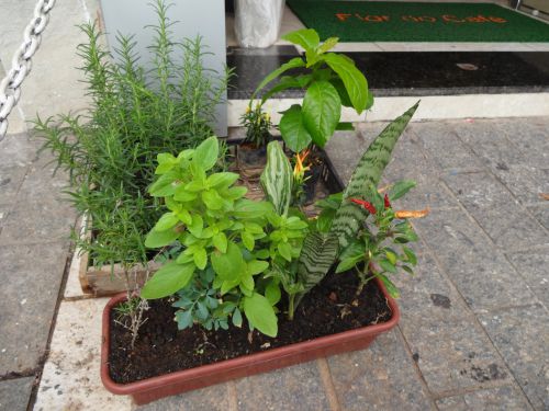 花屋さんの前で売られるブラジルの七草