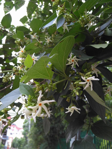 すぐに散ってしまう儚さ。