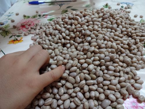 調理前のフェイジョン（豆）