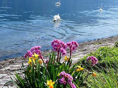 水辺にも春。白鳥やカモたちが、春の花の横をそっと通っていきました。
