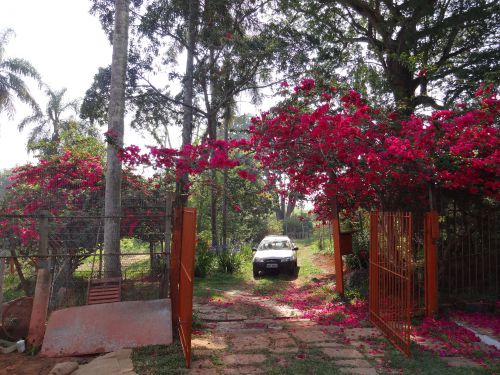 サンパウロ市近郊で春の10月に咲いていたブーゲンビリア