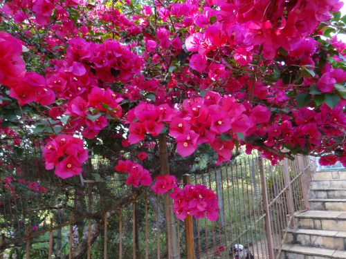 サンパウロ市近郊で春の10月に咲いていたブーゲンビリア