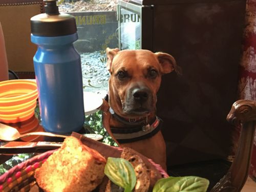 店内の個室も犬オーケーにしている店もあります