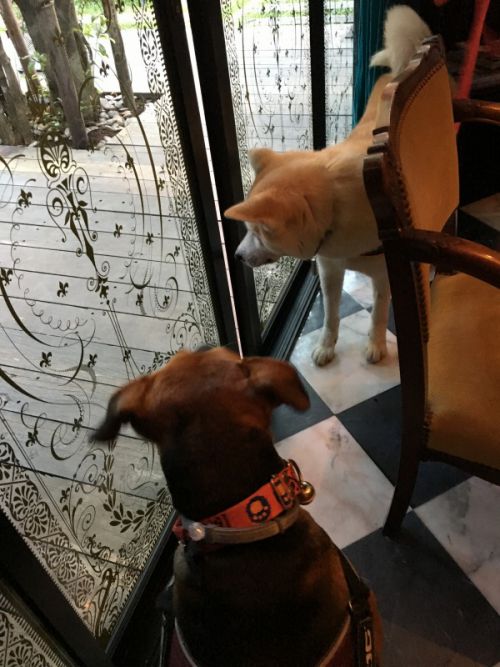 犬たちは外に出たそうですが…