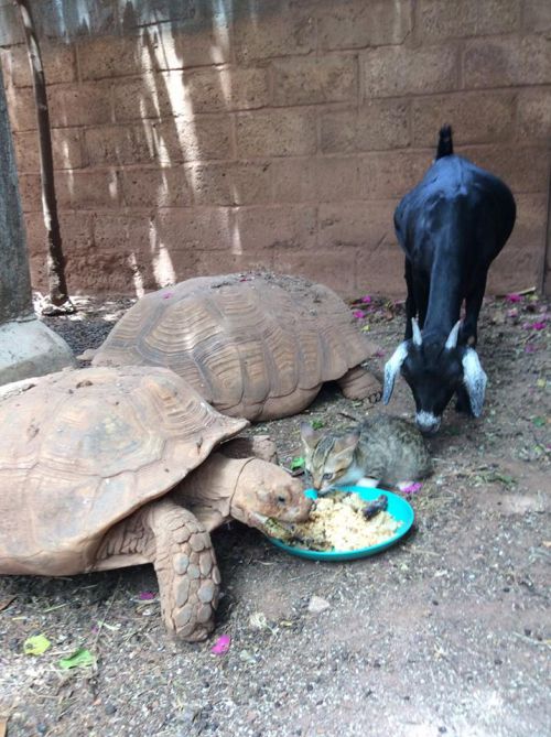 ブルキナファソのわが家　自慢のペットたち（2017年4月撮影）