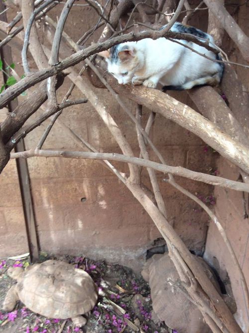 亀にいつもびびっている猫ちゃん