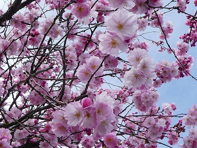 わが家の近所にあるバス停に咲く桜。満開でした！