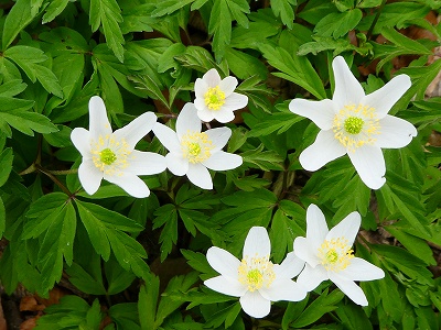 白くてかれんな花が林の中でじゅうたんのごとく咲き乱れていました