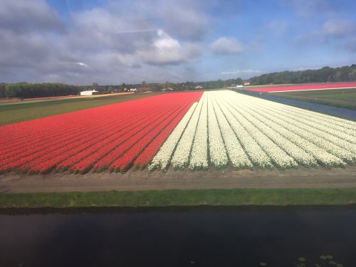 日本の国旗カラー