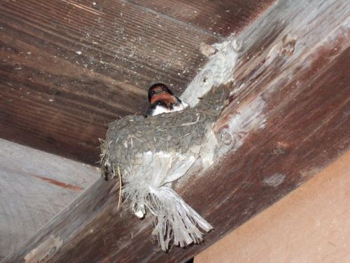 ちょこんと顔をのぞかせるお母さんツバメ。来年もまた会おうね