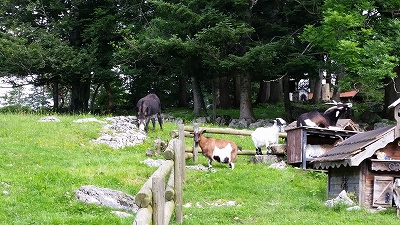 スイスでキャンプすると、より自然と動物たちに近づけそうです