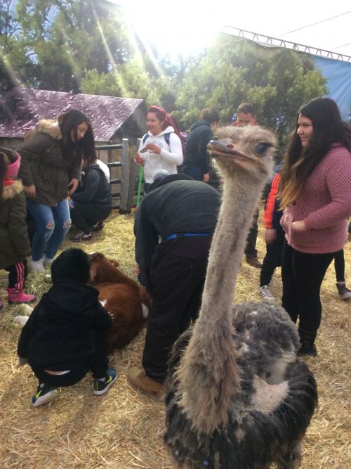 動物触れ合い広場は、並んで入ったかいもあって近くでいろいろな動物と触れ合うことができました！