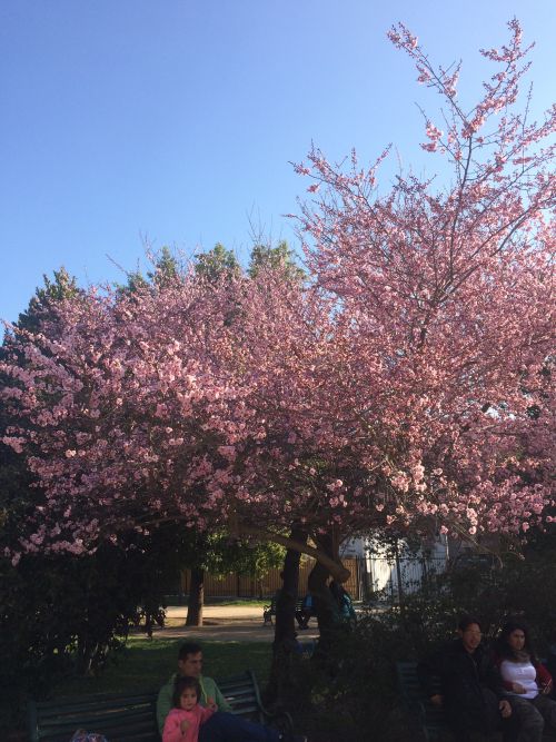 近くの公園で満開に咲く桜によく似た花