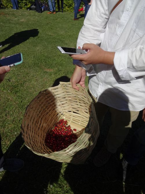 インスティトゥート・ビオロジコ（生物学研究所）のコーヒー試験農場で収穫されたコーヒーチェリー