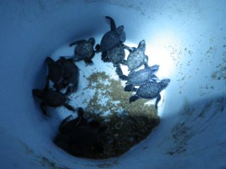 無事に海まで行けるよう、少しだけお手伝い