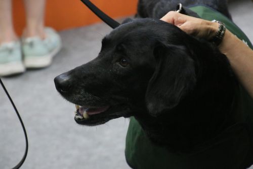 検疫探知犬のワーリー