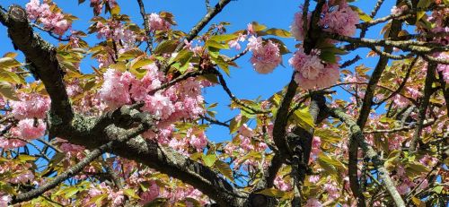 ソー公園の八重桜、4月16日撮影