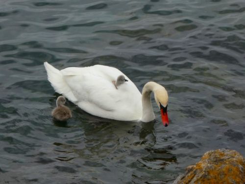 レマン湖では、ヒナをおんぶする白鳥も