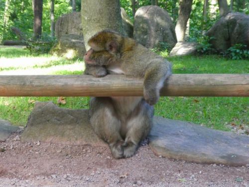 退屈そう（？）にしていたサルも