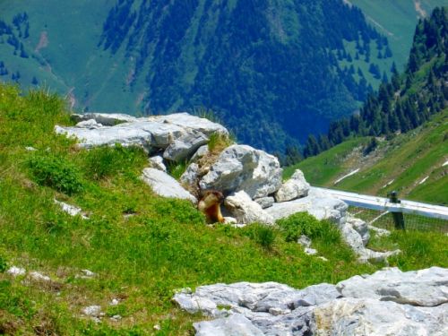 岩場の穴から外の様子をうかがうマーモット