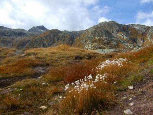 こういう場所でもマーモットが暮らしています