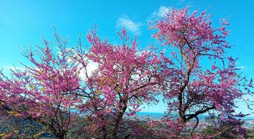 クルセロラ公園内。2025年4月中旬撮影